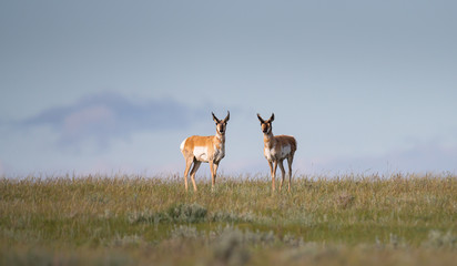 Pronghorn