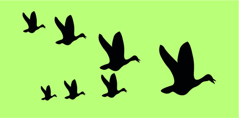 Obraz na płótnie Canvas Flying birds