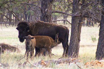 Mother and child bison in New Mexico
