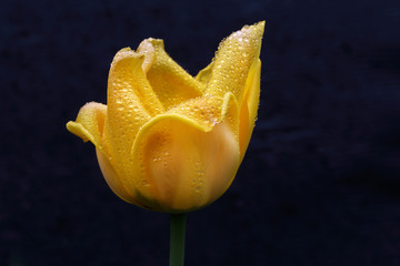 rose jaune 