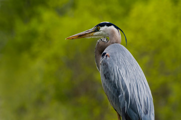 Closeup side view of Great Blue Heron on green background
