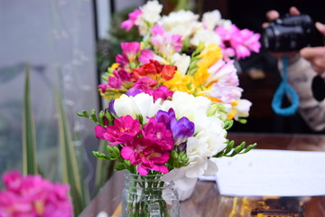 fresias florescolores primavera vida adorno