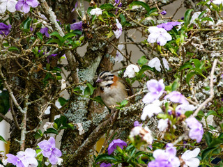 sparrow in a tree