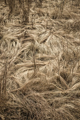 Trampled Grass