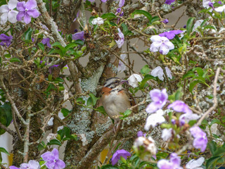 sparrow in a tree