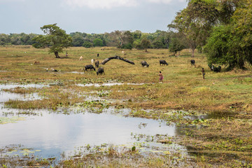 Sri Lanka, temples and landscape around Sigiria and the Liobs Rock