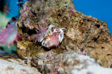 Colorful Porcelain Anemone Crab  with sea anemones.