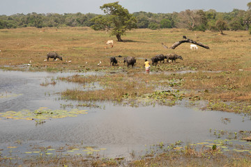 Sri Lanka, temples and landscape around Sigiria and the Liobs Rock