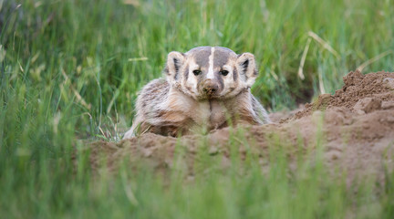 Badger
