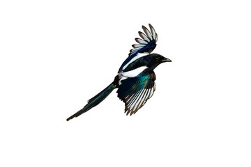 Isolated bird. White background. Bird: Eurasian Magpie. Pica pica.