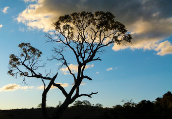Fototapeta na wymiar dry trees and the sky