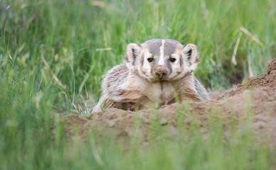 Badger