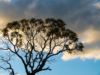 dry trees and the sky