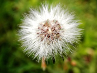 Primo piano di un soffione