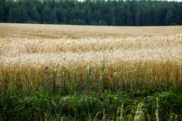 Ripe wheat in the field.