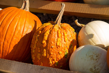 Orange and white pumpkin and gourds