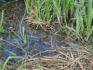 water vegetation of the pond in summer.