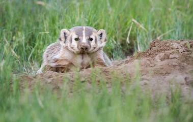 Badger