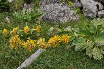 Genziana alpina fiore giallo - Gentiana lutea