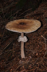 Macrolepiota procera - Mazza di tamburo © mo