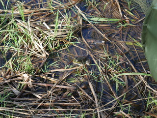 frog in the water of the river. Among the water grass. Summer.