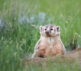 Badger