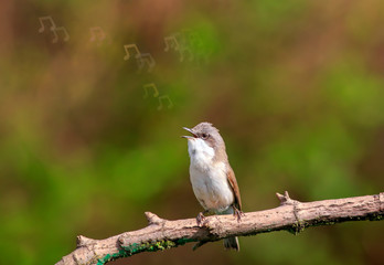 robin on a branch