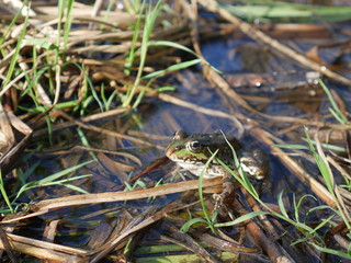 frog in the grass.