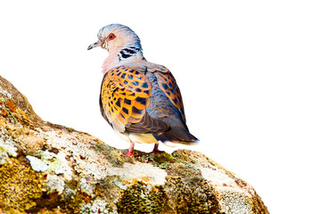 Turtle Dove. Isolated bird. White background. Bird: European Turtle Dove. 
