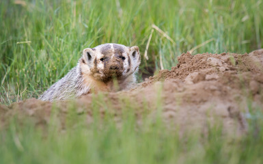 Badger