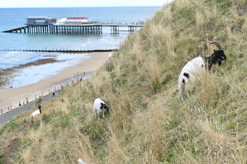 Bagot goats grazing in Cromer right at the seafront promenade They are small to medium in size with long hair distinctive black and white pattern dark head and neck Both sexes have large curving horns