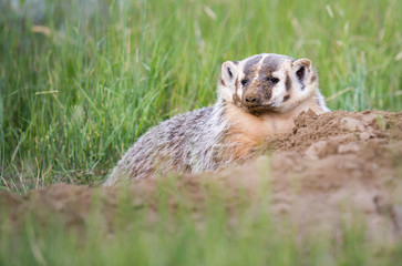 Badger