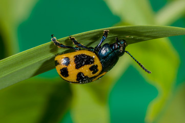 Swamp Milkweed Leaf Beetle crawling on grass stem