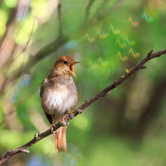 robin on a branch