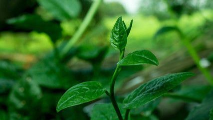 Pui shak or malabar spinach growing up. Basella alba is an edible perennial vine in the family Basellaceae.