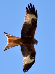 Beautiful red kite in the Oxfordshire sky