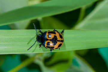 Swamp Milkweed Leaf Beetle crawling on grass stem
