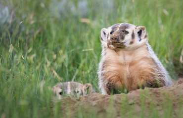 Badger