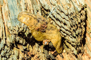 Slug On Dried Wood Crawling Out Of Its Slim