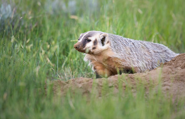 Badger