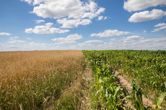Wheat and corn grow in the same field.