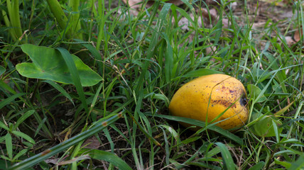 A ripe mango falling from a tree. Enhances the beauty of nature.