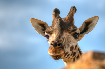 girafe