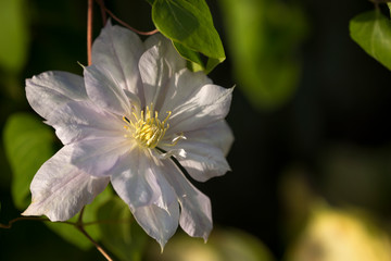 A flower of white clematis in the garden. Close-up.