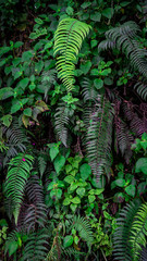 green fern leaves