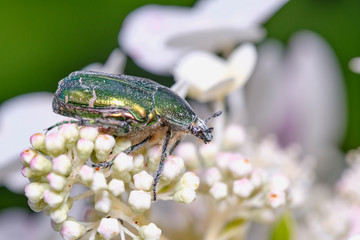 The green bronze beetle feeds on pollen on the colors of hydrangium in the garden. Macro. Selective focus.