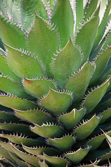 Full frame close-up view of an Agave gentryi 'Jaws' succulent plant