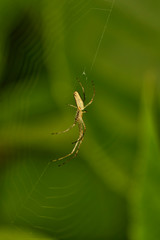 Spider with cobwebs while hunting close-up outdoors