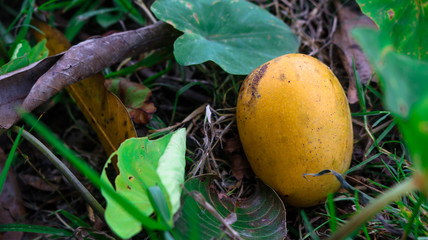 A ripe mango falling from a tree. Enhances the beauty of nature.