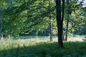 trees in the forest